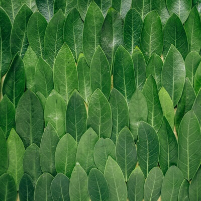  jerbs leaves