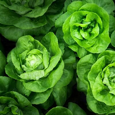 lettuce